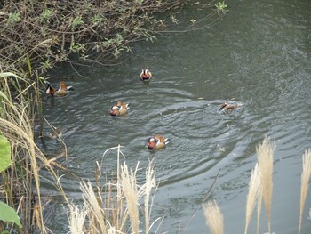 Mandarin Duck 奈良山公園 Sun, 11/21/2021