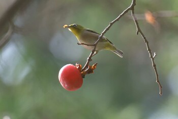 メジロ 滋賀県甲賀市甲南町創造の森 2021年11月21日(日)