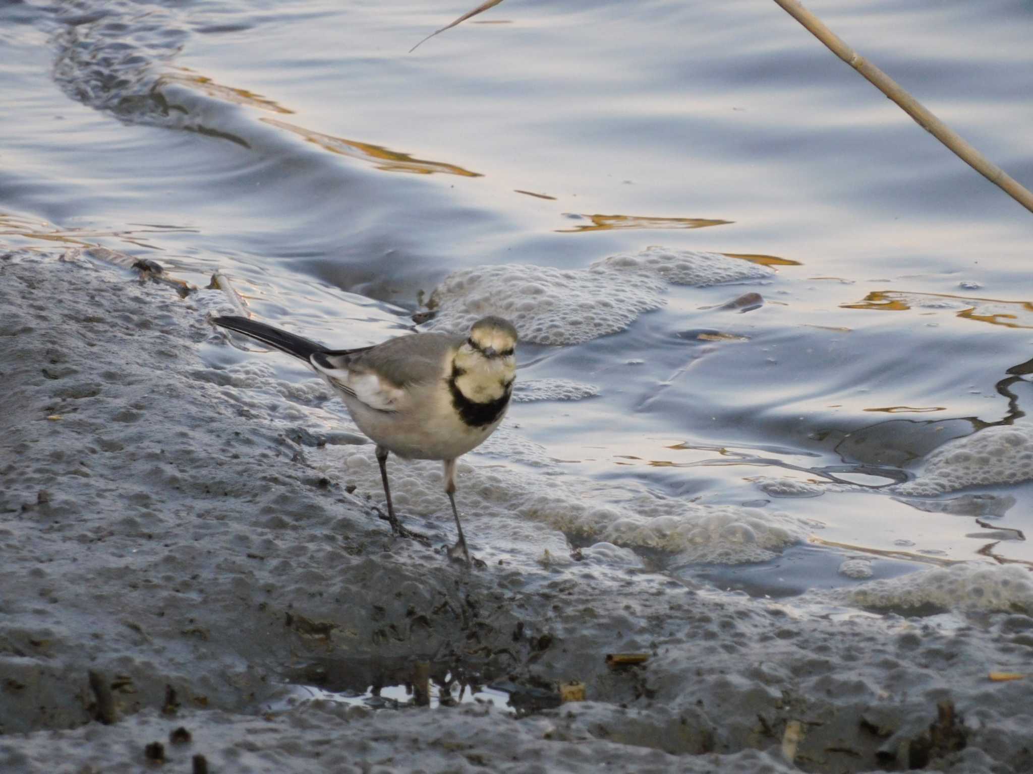 東京港野鳥公園 ハクセキレイの写真 by ucello