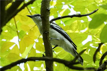 2021年11月21日(日) シンガポール植物園の野鳥観察記録