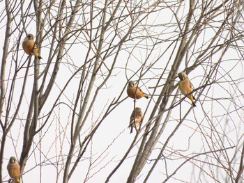 オオカワラヒワ 奥林匹克森林公園(北京) 2021年11月21日(日)