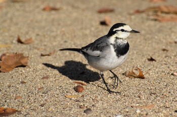 Sun, 11/21/2021 Birding report at 久宝寺緑地公園