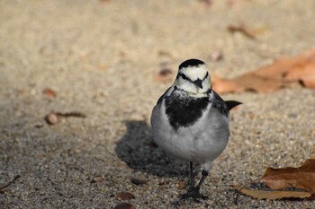 ハクセキレイ 久宝寺緑地公園 2021年11月21日(日)