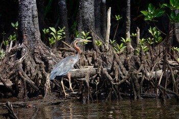 2021年10月26日(火) 西表島の野鳥観察記録