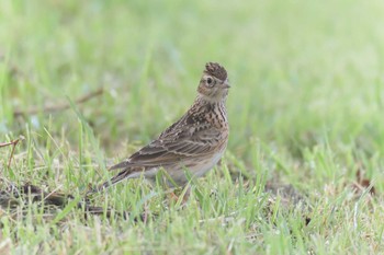 2017年5月14日(日) 滋賀県びわこ地球市民の森の野鳥観察記録