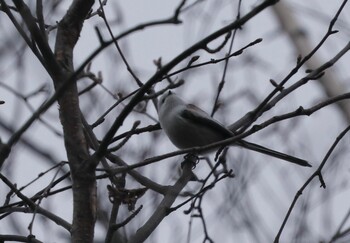 Long-tailed tit(japonicus) Nishioka Park Sun, 11/21/2021