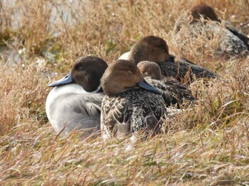 2021年11月21日(日) 広島県福山市の野鳥観察記録