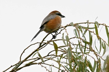 2021年11月21日(日) 新横浜公園の野鳥観察記録