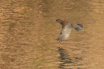 Sun, 11/21/2021 Birding report at 北海道　函館市　松倉川