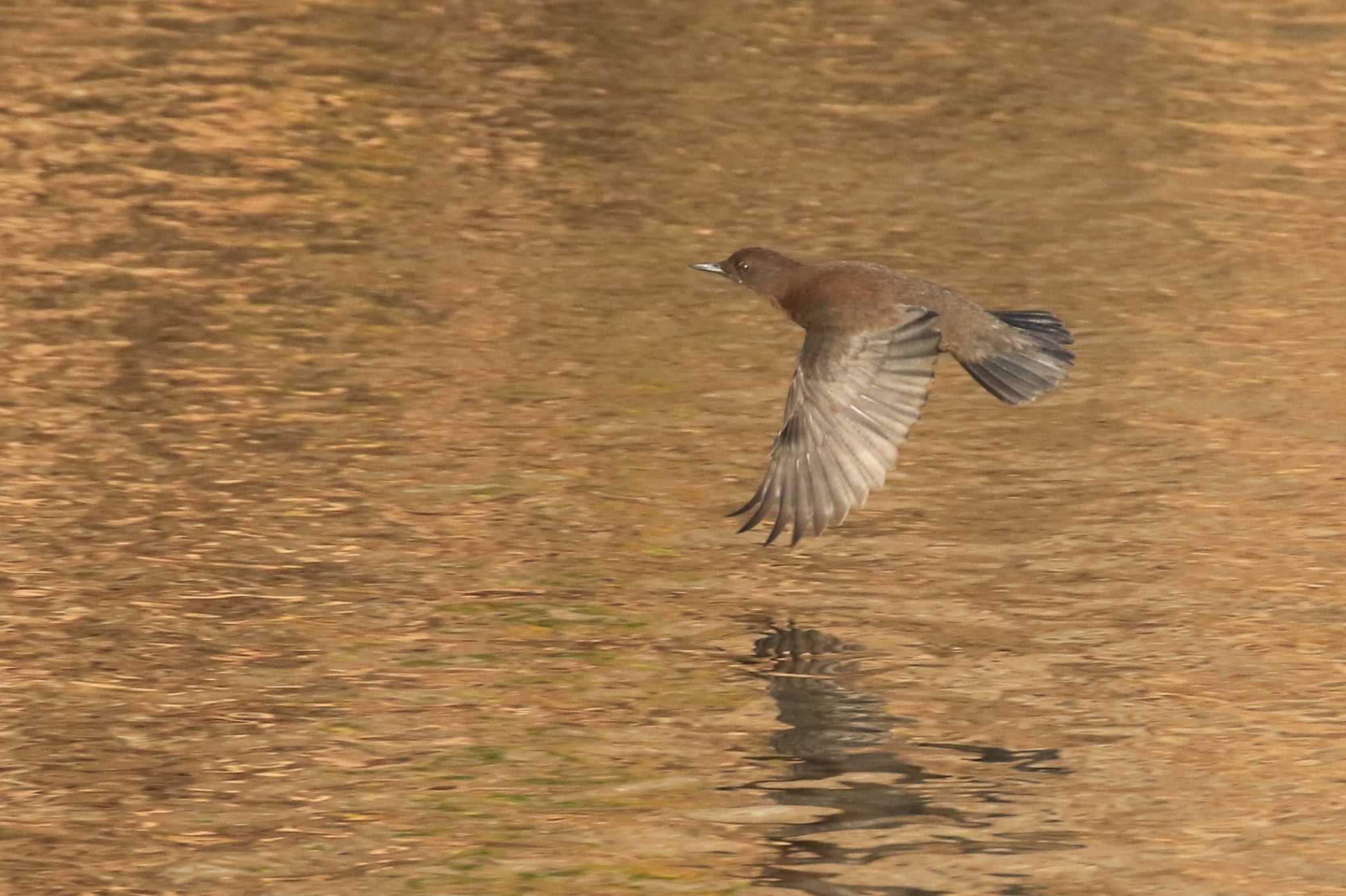 Brown Dipper