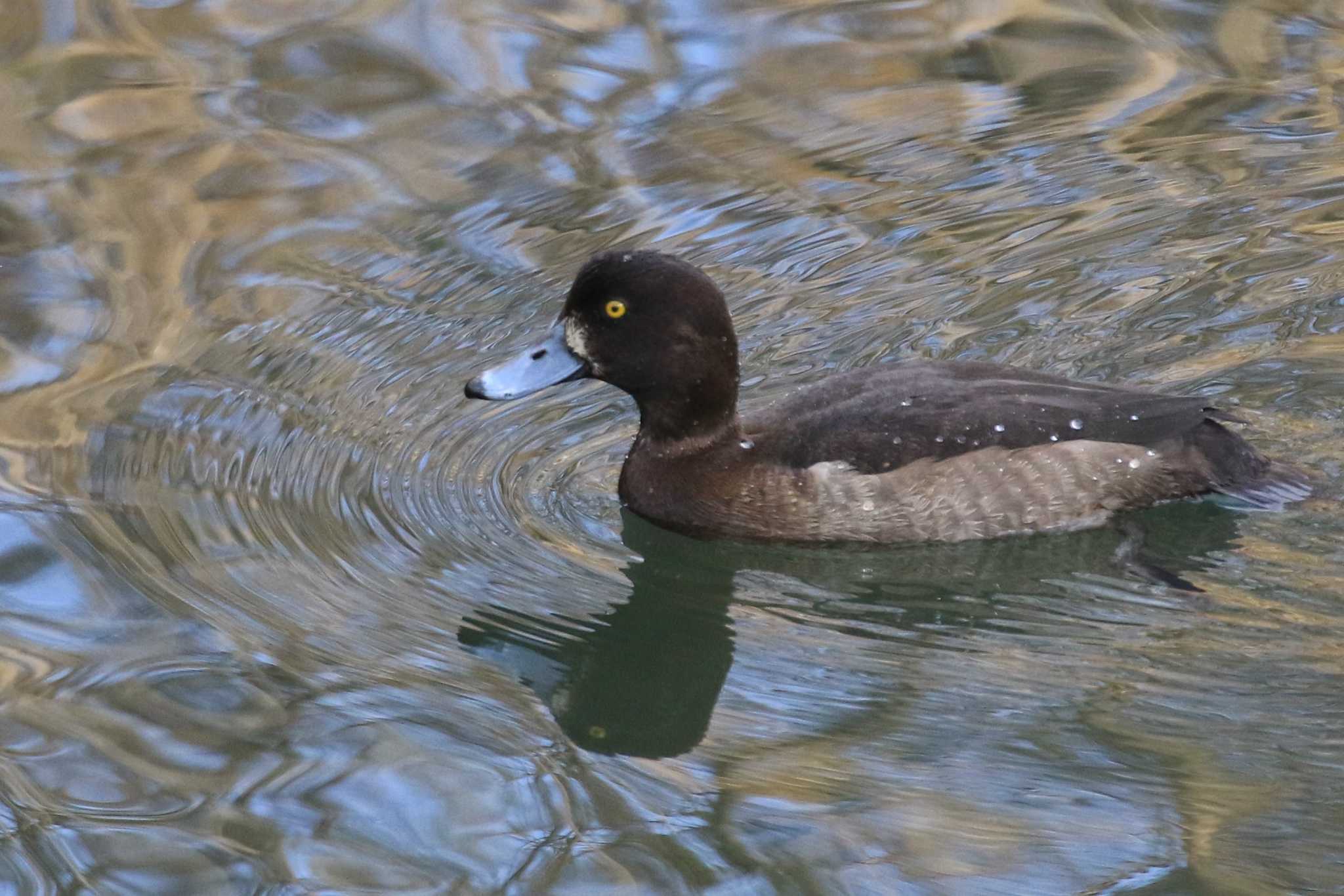 Greater Scaup