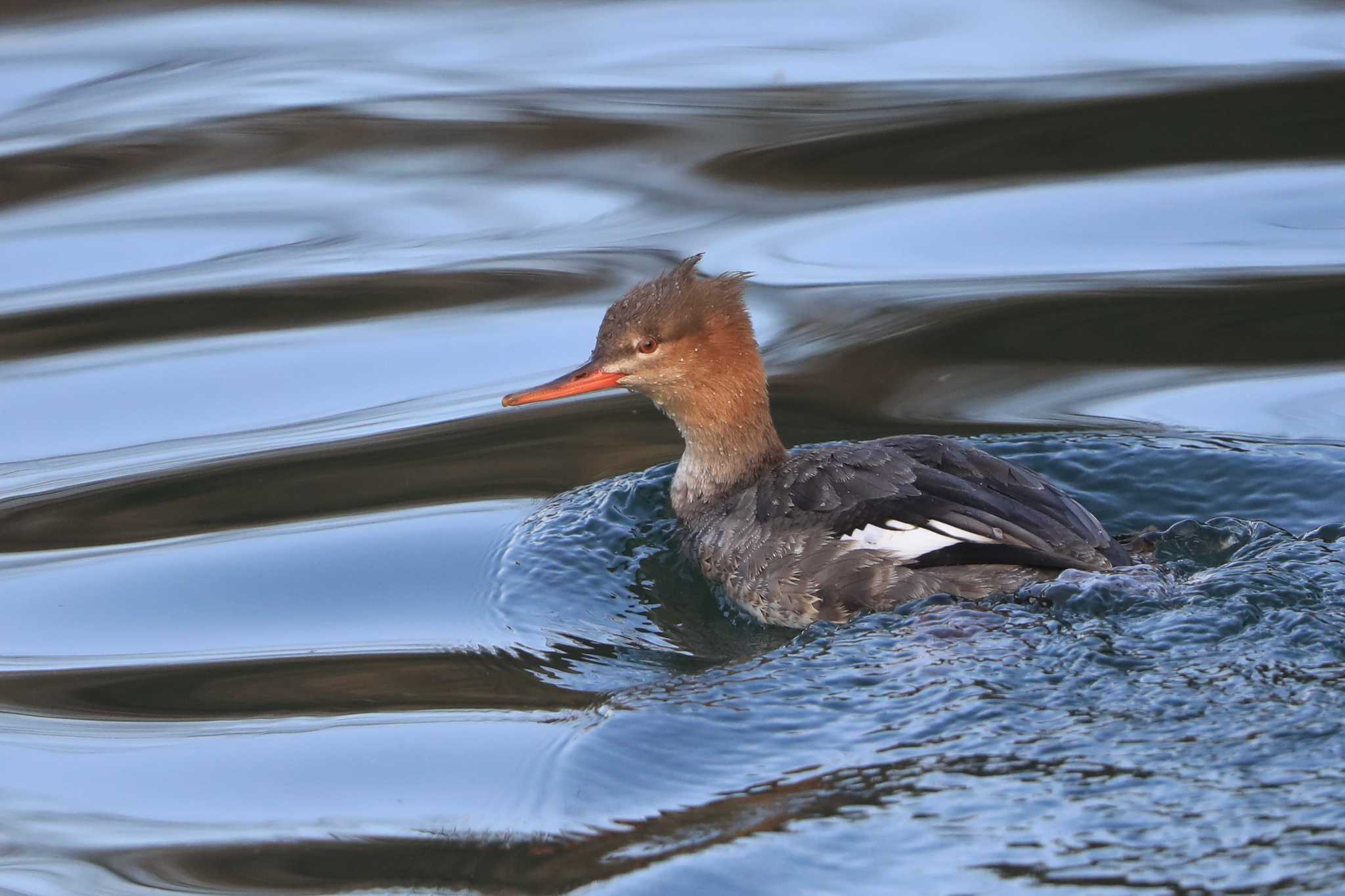 Red-breasted Merganser