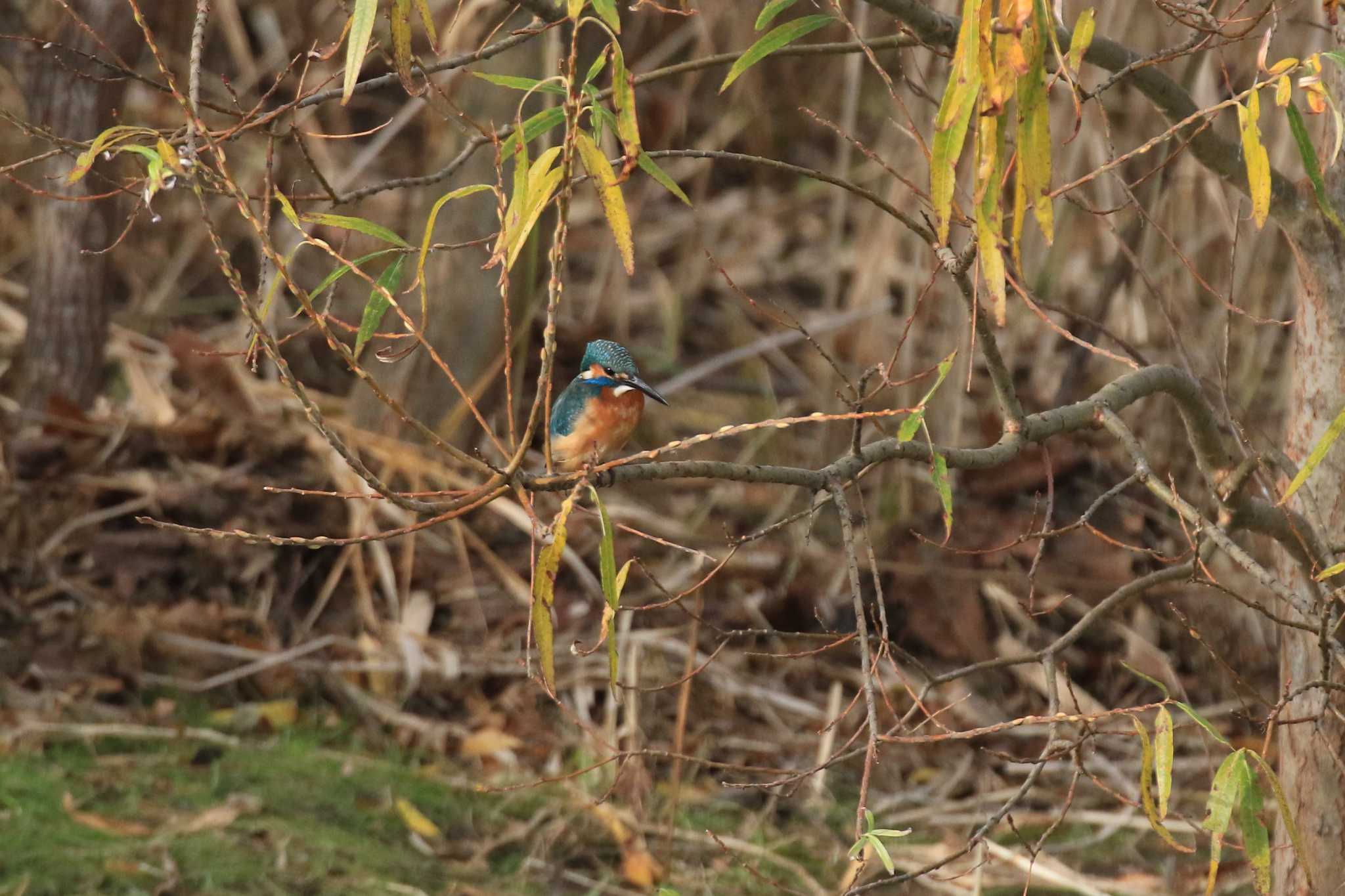 Common Kingfisher