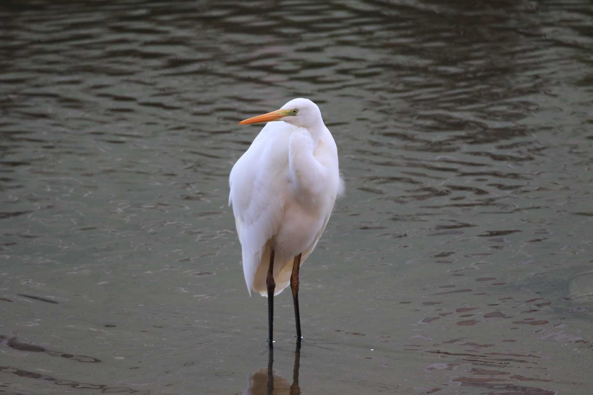 Great Egret