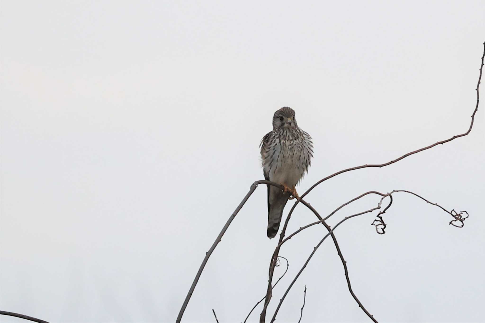 Common Kestrel