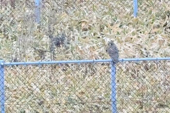 Sun, 11/21/2021 Birding report at 北海道　函館市　函館空港