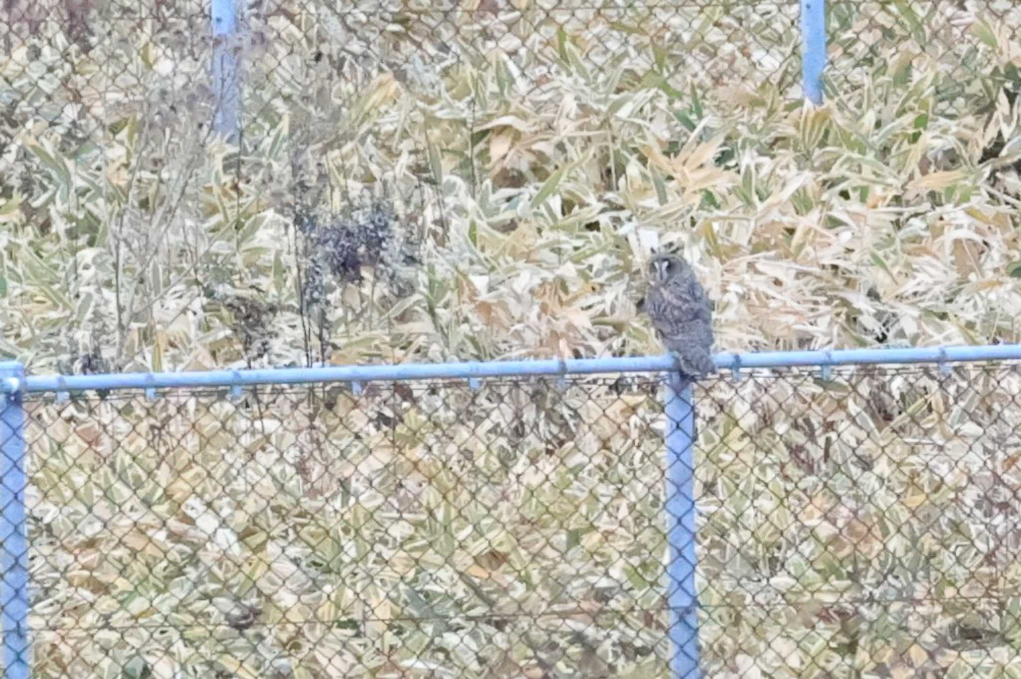 Short-eared Owl