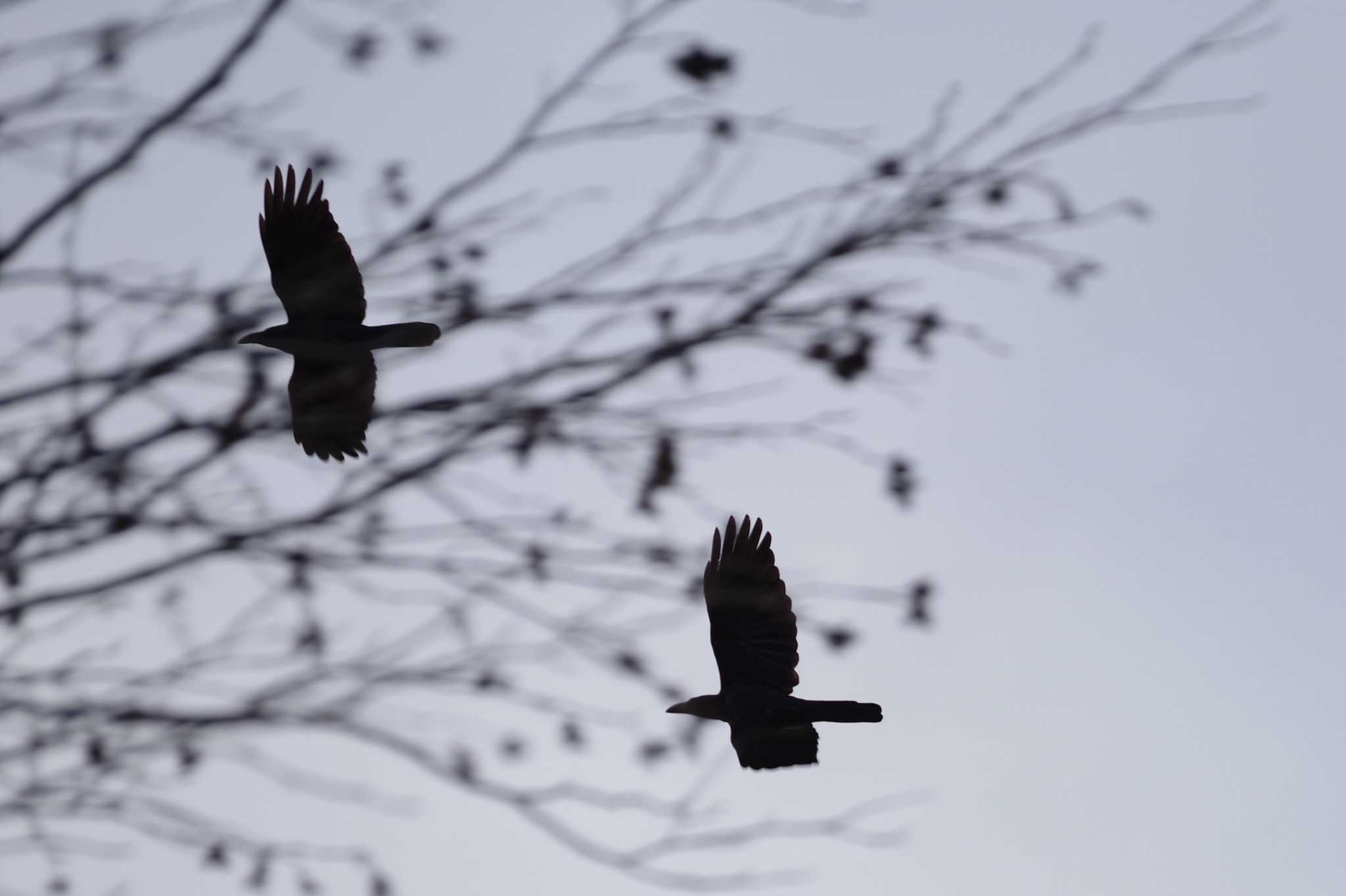 西岡公園(西岡水源地) ハシブトガラスの写真 by 98_Ark (98ｱｰｸ)