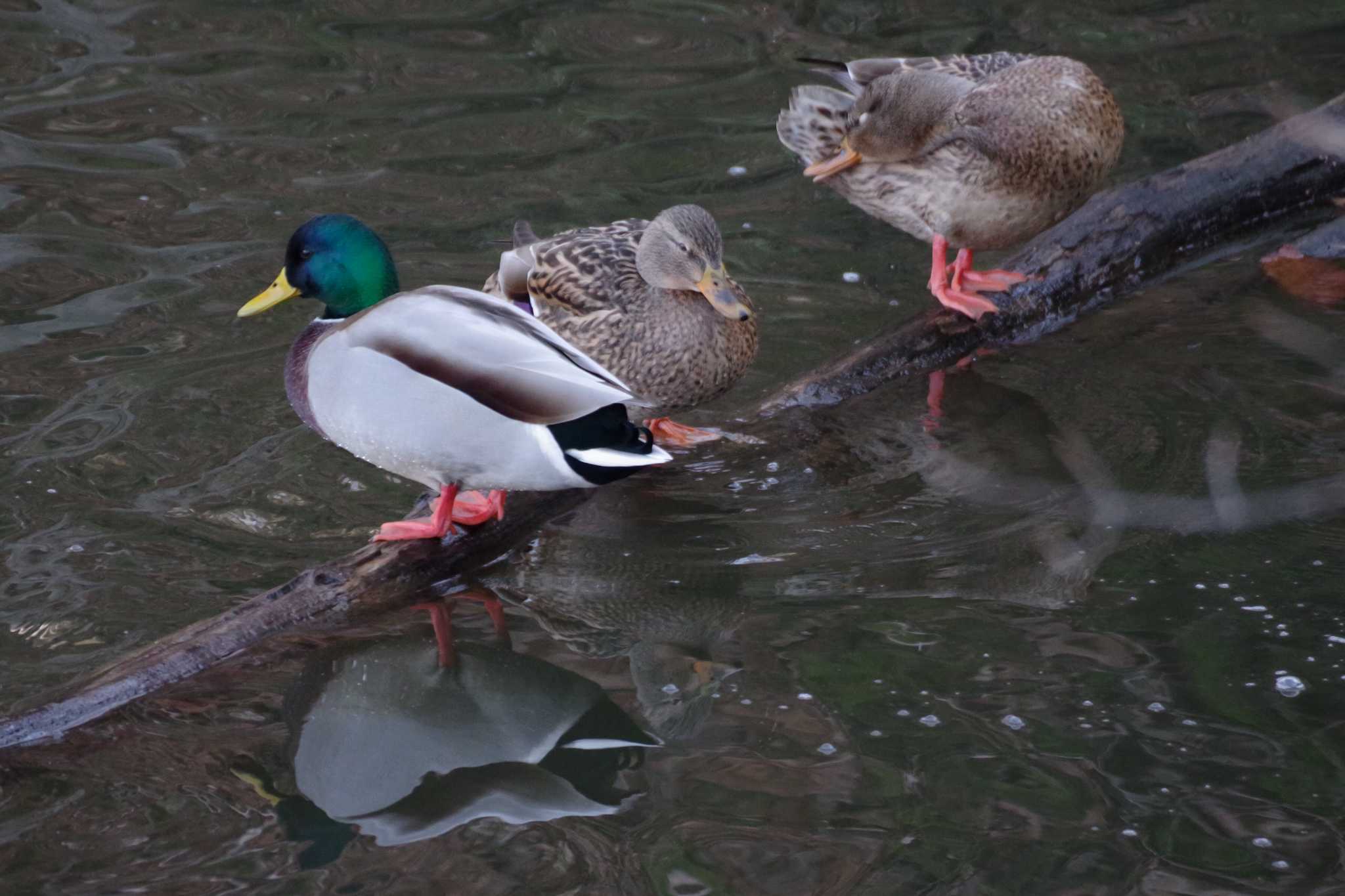 西岡公園(西岡水源地) マガモの写真 by 98_Ark (98ｱｰｸ)