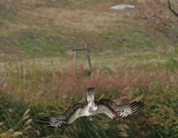 2021年11月21日(日) 神戸市西区の野鳥観察記録