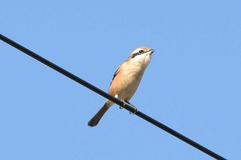 Bull-headed Shrike 仙台市農業園芸センター Fri, 11/19/2021