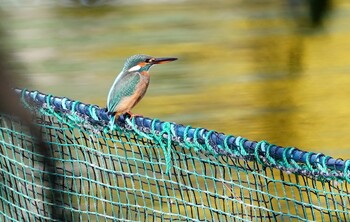 Common Kingfisher 千里南公園 Sun, 11/21/2021