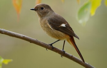 ジョウビタキ 千里南公園 2021年11月21日(日)