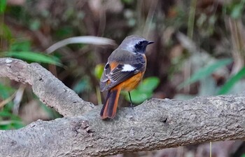 Daurian Redstart 千里南公園 Sun, 11/21/2021