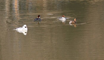 2021年2月7日(日) 大宮第二公園の野鳥観察記録