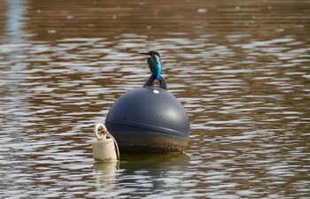 Common Kingfisher 城北公園 Sun, 11/21/2021