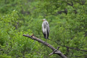 Grey Heron Shakujii Park Mon, 5/15/2017