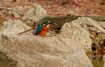 Sun, 11/21/2021 Birding report at 城北公園