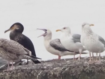 2021年11月21日(日) ふなばし三番瀬海浜公園の野鳥観察記録