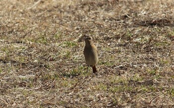 ジョウビタキ 大宮第二公園 2021年2月7日(日)