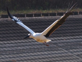 2021年11月20日(土) 渡良瀬遊水地の野鳥観察記録