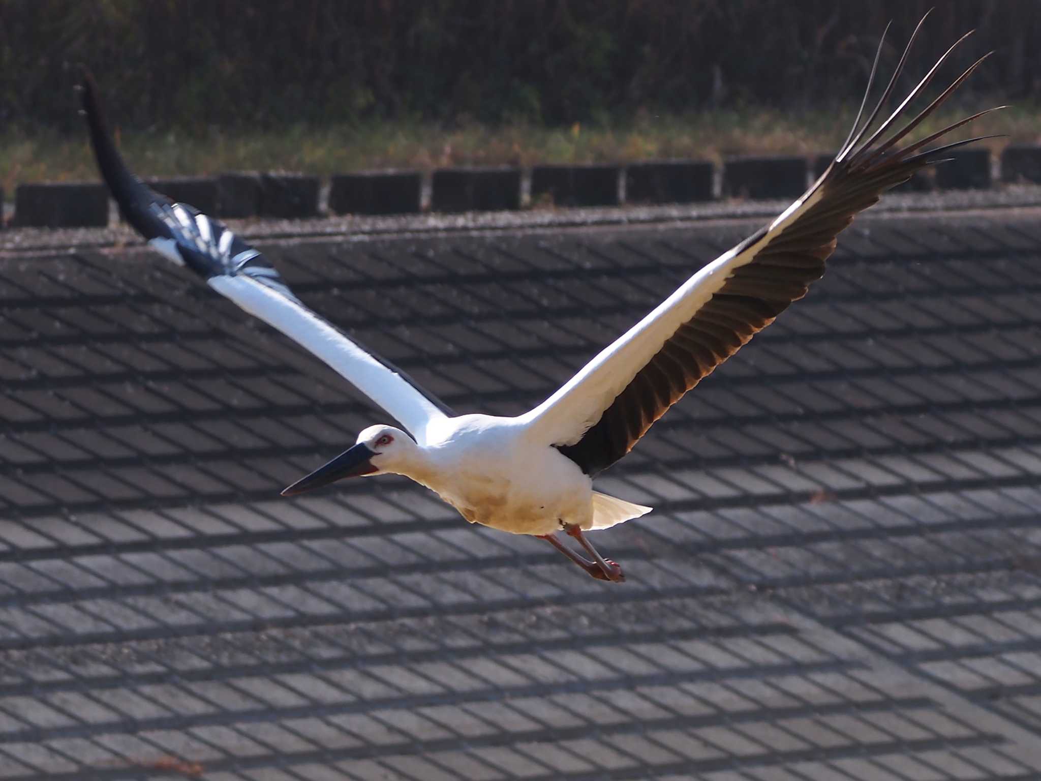 コウノトリ