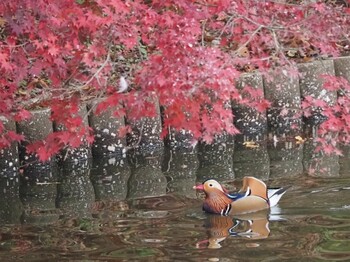 2021年11月21日(日) DIC川村記念美術館庭園の野鳥観察記録