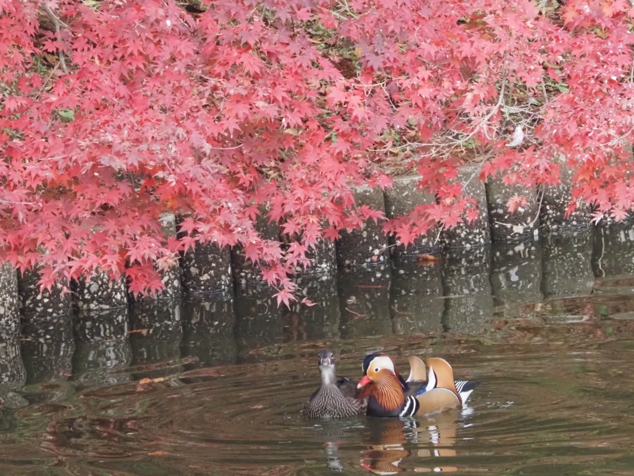 Mandarin Duck