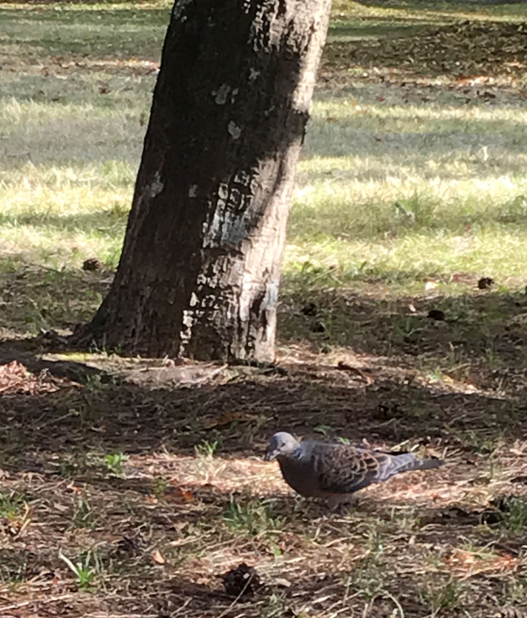 Photo of Oriental Turtle Dove at 京都御所 by shima