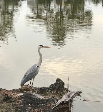 Grey Heron 猿沢池 Sun, 11/21/2021