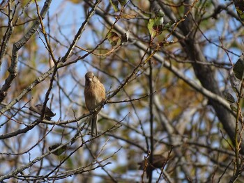 Siberian Long-tailed Rosefinch Watarase Yusuichi (Wetland) Fri, 11/19/2021