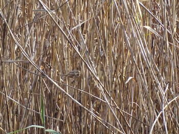 Common Reed Bunting Watarase Yusuichi (Wetland) Fri, 11/19/2021