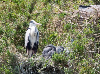 Sun, 4/30/2017 Birding report at くつわ堰