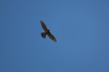 2021年11月21日(日) 秋ヶ瀬公園の野鳥観察記録