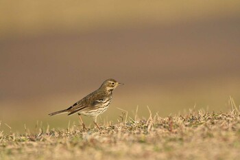 2021年11月16日(火) ふなばし三番瀬海浜公園の野鳥観察記録