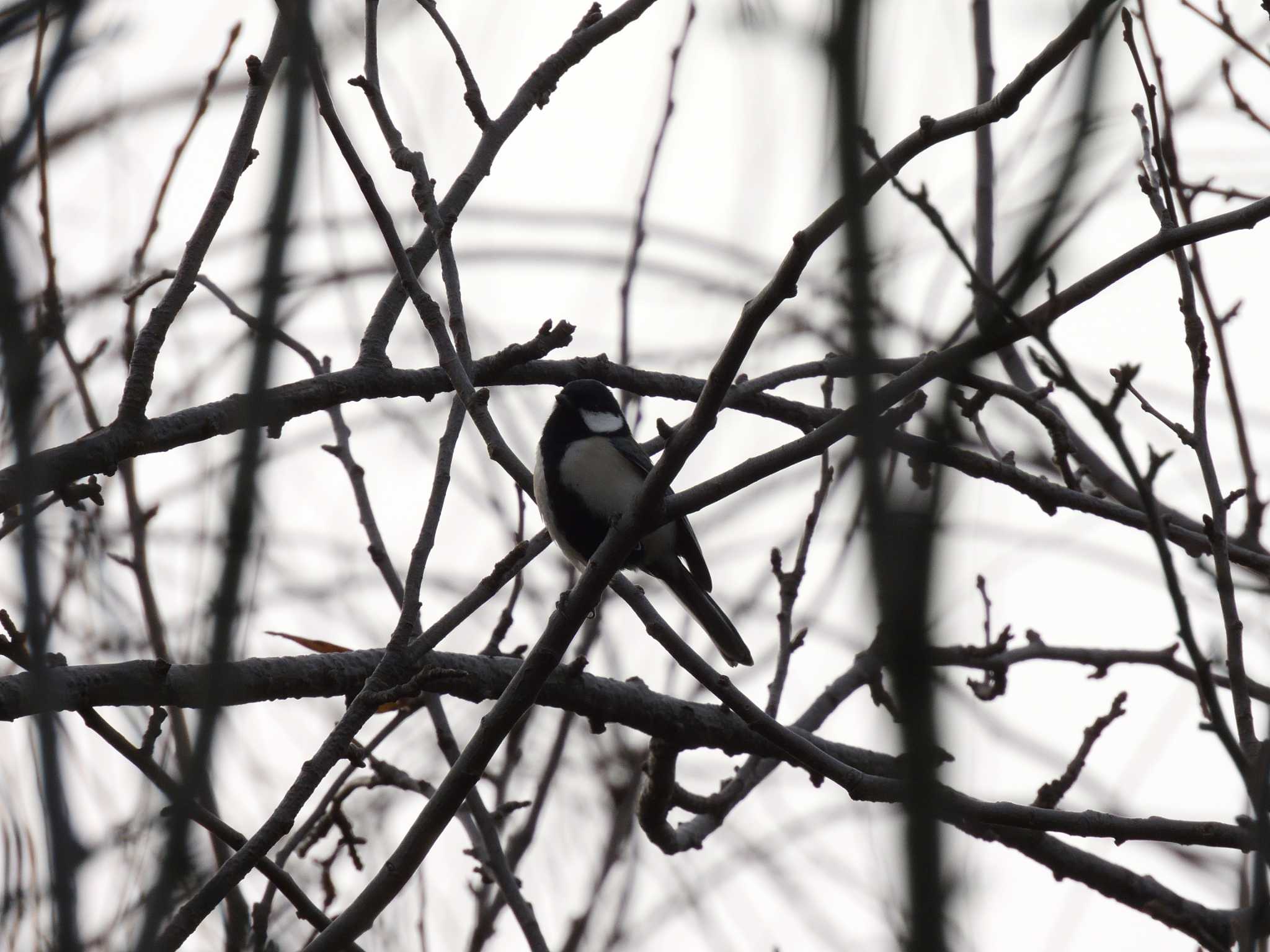 Japanese Tit