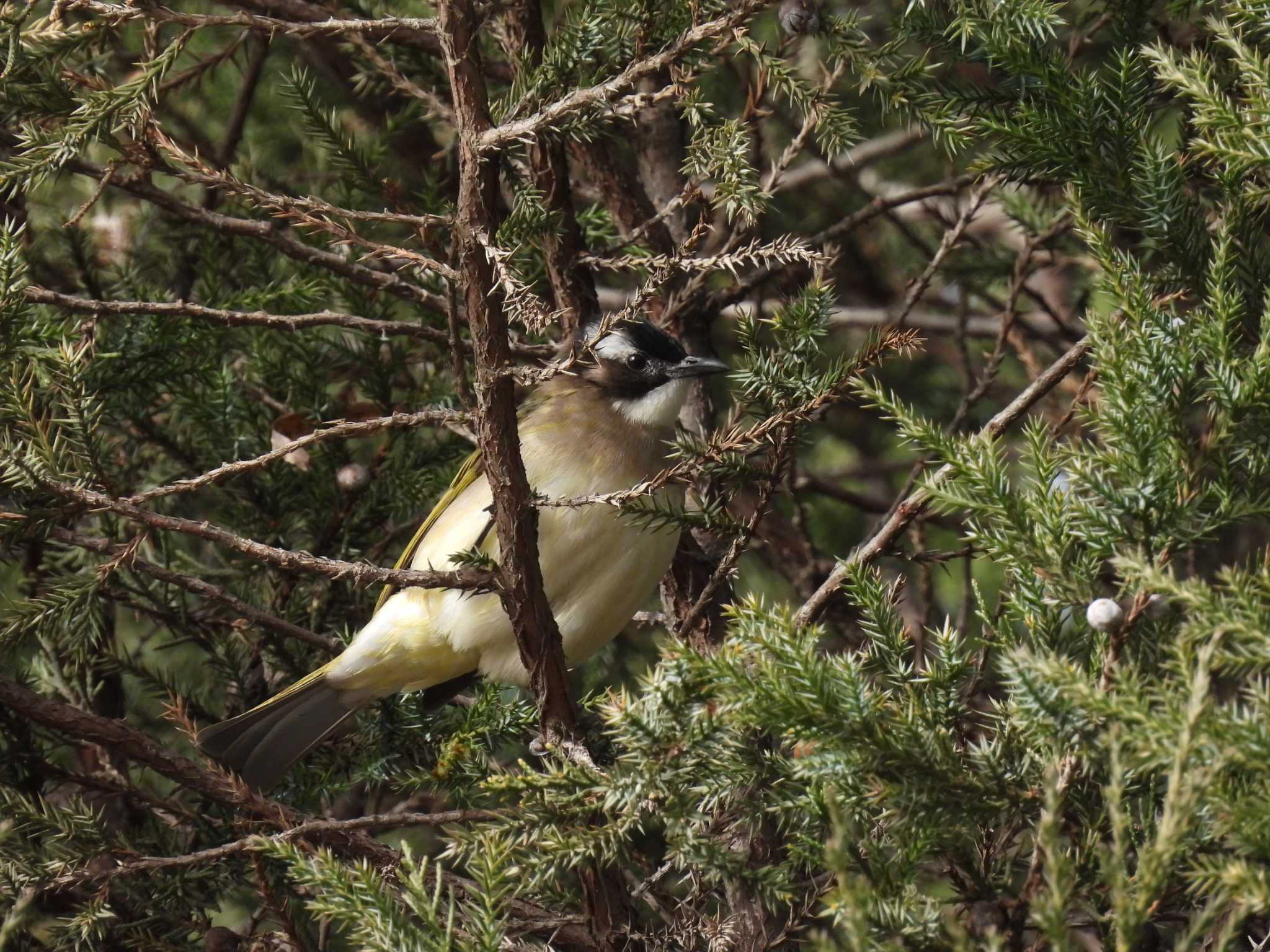 Light-vented Bulbul