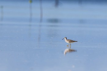 キアシシギ Olango Island Wildlife Sanctuary 2017年5月5日(金)