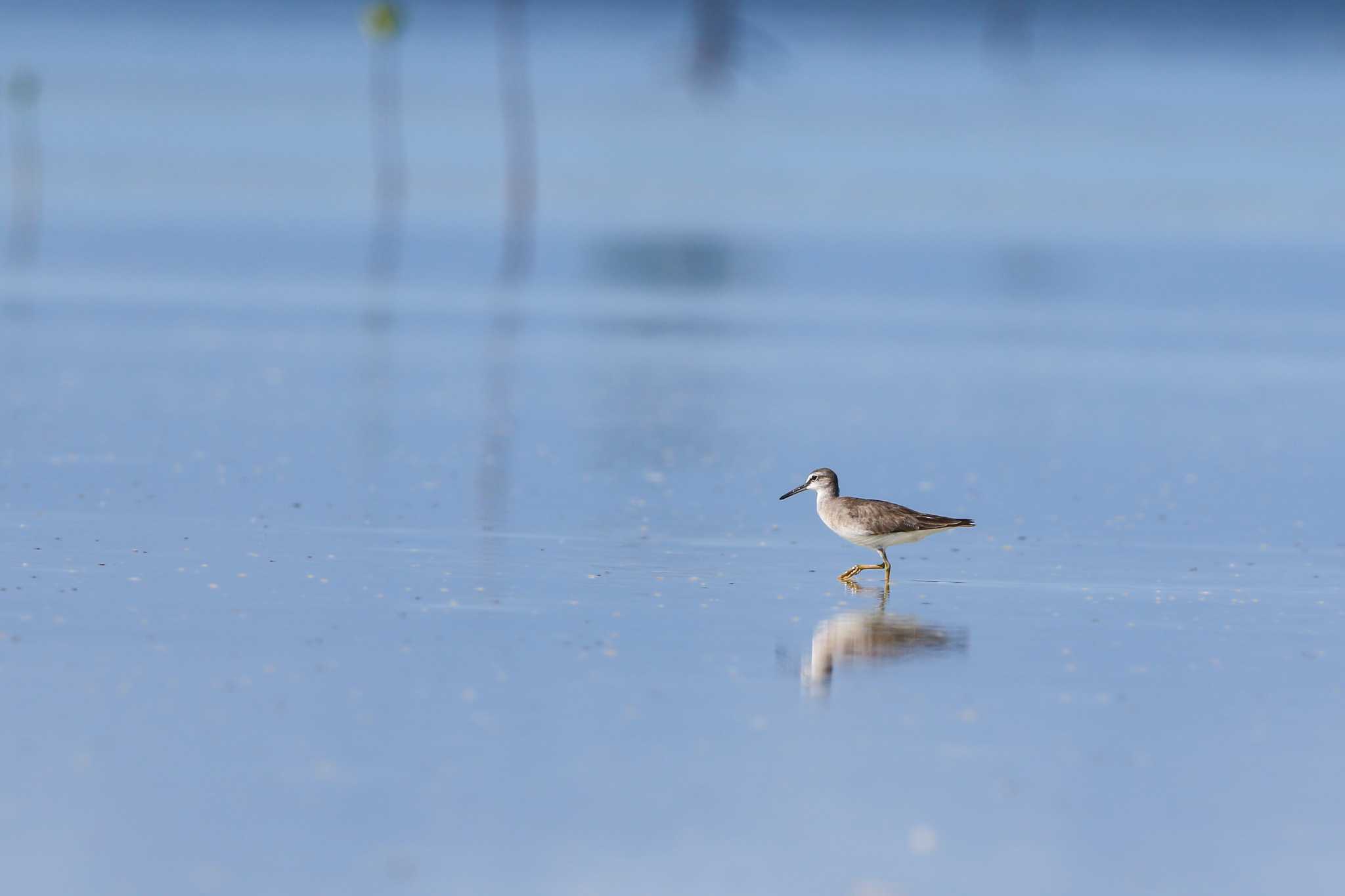 Olango Island Wildlife Sanctuary キアシシギの写真 by Trio