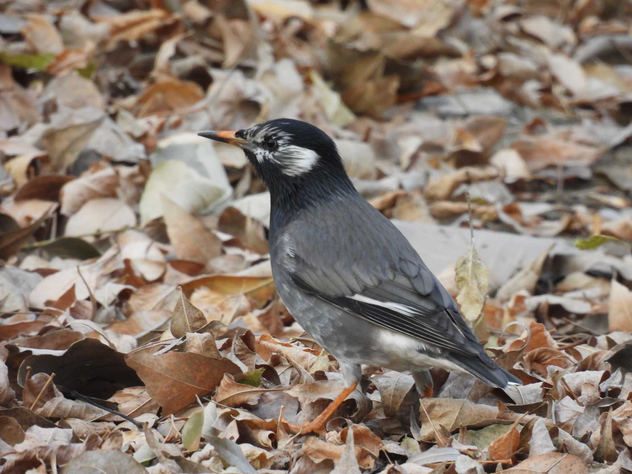 White-cheeked Starling